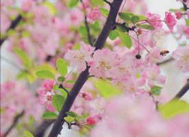 三月初春，自然是草长莺飞、花红柳绿的人间好时节
