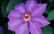 紫色鮮花圖片-20張