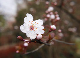 一组清新唯美的白色樱花图片欣赏