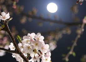 夜晚的樱花也特别美丽特别有意境感