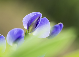 一组紫色豌豆花图片欣赏