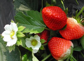 草莓外表鲜嫩，有很多的维生素