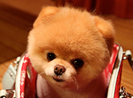 可爱的黄博美犬幼犬图片