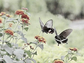 曼舞蹁跹的蝴蝶图片