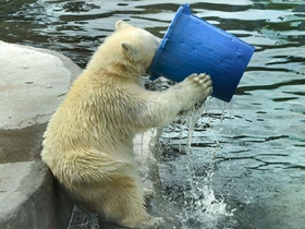 北极熊端桶喝水的图片 憨态十足