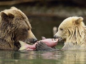 熊妈妈教幼崽捕鱼