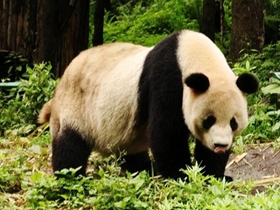 卧龙熊猫野外生存图片