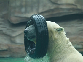 水中的北极熊摄影图组