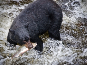 捕鱼的阿拉斯加黑熊