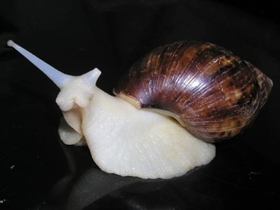 珍贵的白玉蜗牛图片