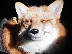 爱笑的小狐狸Juniper图片