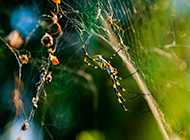 八条腿的蜘蛛高清图片