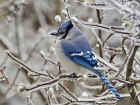 蓝枕蓝鸦鸟类图片