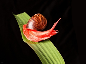 美丽的红蜗牛图片