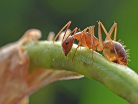 长角捷蚁图片