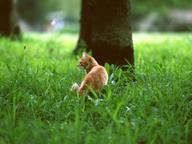 草地上猫咪的图片