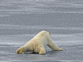 北极熊借腹部滑过薄冰