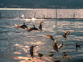 海鸥生态摄影