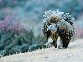 国家重点保护动物秃鹫