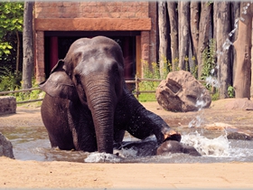 正在洗澡的大象图片