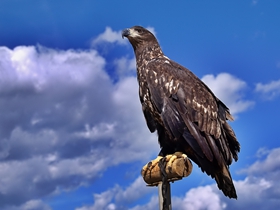 蒙古猎鹰图片