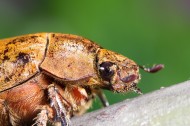 甲虫微距图片-15张