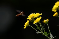 食蚜蝇图片-6张