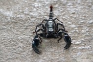 有毒的蝎子图片-15张