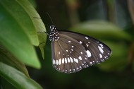 神秘的黑蝴蝶图片-10张