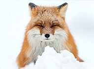 茫茫大雪中觅食的狐狸高清图片