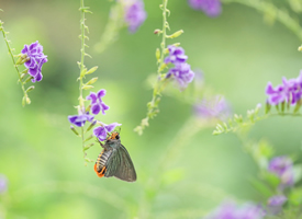 蝴蝶飛舞在紫色花花上的唯美系圖片