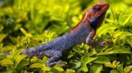 颜色鲜艳的蜥蜴图片-17张