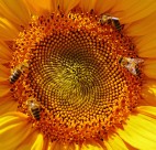 向日葵上的蜜蜂图片-10张