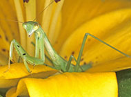 大型昆虫绿巨螳螂图片