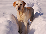 雪地中的拉布拉多犬高清图片