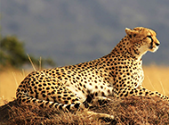 眺望远方的非洲豹子图片