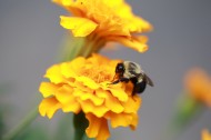 采蜜的蜜蜂图片-12张