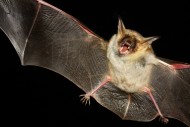 可怕的吸血蝙蝠图片-14张