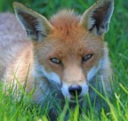 狡猾的赤狐图片-15张
