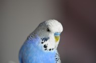 蓝灰色的虎皮鹦鹉图片-15张