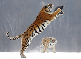 威武的老虎捕捉獵物的圖片