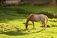 草地上的駿馬圖片-10張