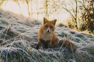 可愛的野生狐貍圖片-6張