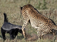 獵豹媽媽保護三只小獵豹 全力嚇退