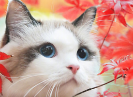 秋天里小猫咪的艺术写真图片