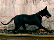 结实健壮的中华黑狼犬图片