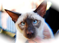 蓝色重点色暹罗猫翻白眼图片