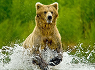 阿拉斯加灰熊争夺捕捉鲑鱼最佳位置大打出手