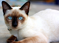 世界著名的暹罗猫图片大全