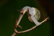 爬树枝的蜗牛图片-7张